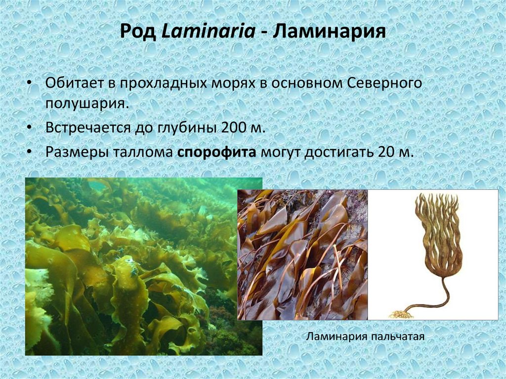 Почему водоросли растут в воде. Ламинария пальчатая место обитания. Бурые водоросли ламинария. Ламинария зеленая водоросль. Ламинария пальчатая строение.