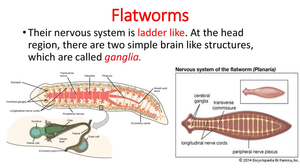 Нервная система плоских. Flatworm nervous System. Types of nervous System. Excretory System of flatworms. Digestive System of flatworms.