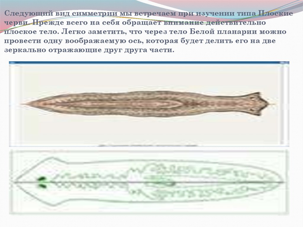 Симметрия червей. Тип симметрии белой планарии. Белая планария двусторонняя симметрия. Тип симметрии плоских червей. Тип симметрии планарии.