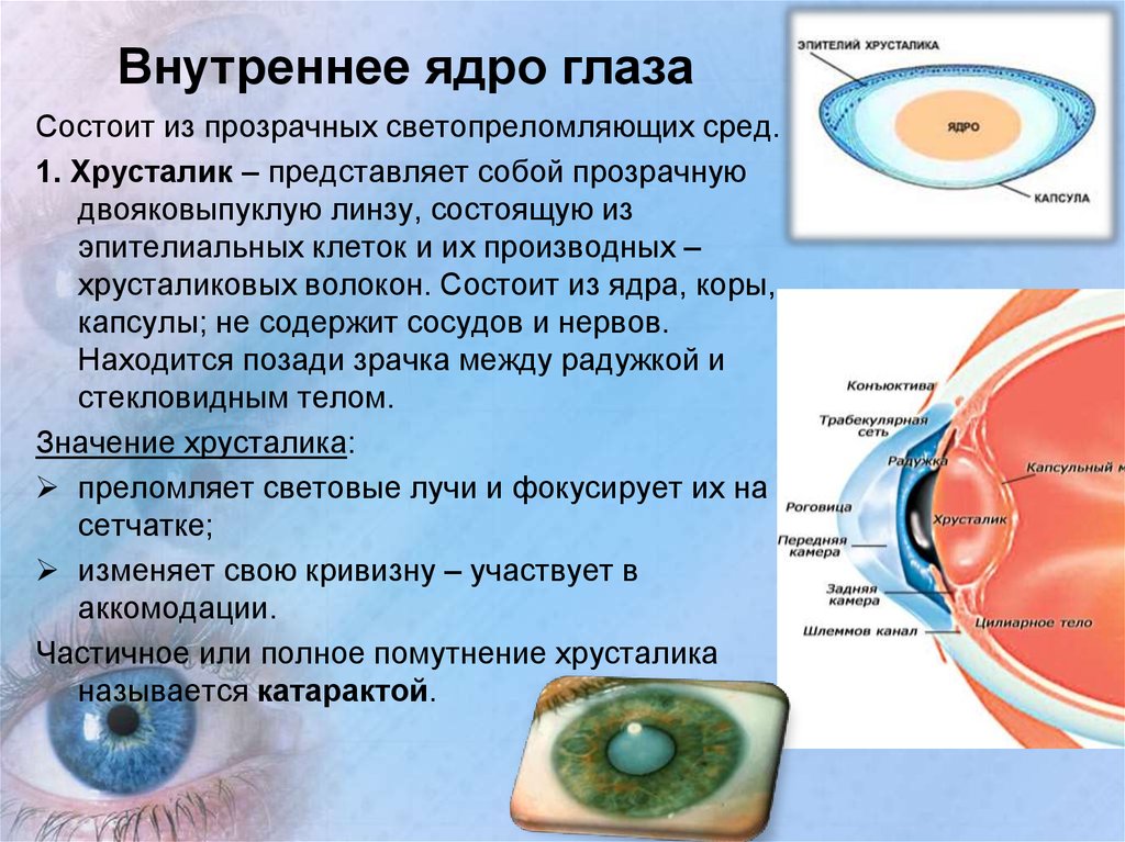 Принцип работы хрусталика 8 класс биология. Внутреннееядерно глазного яблока. Ядро глазного яблока функции. Внутреннее ядро глазного яблока. Структуры внутреннего ядра глаза.
