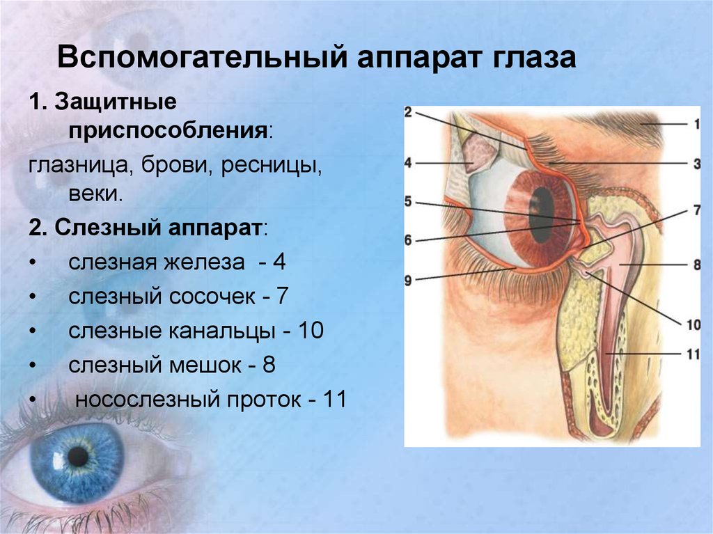 Слезная железа нерв. Вспомогательный аппарат глаза слезный аппарат. Элементы вспомогательного аппарата глаза. Вспомогательный аппарат глазного яблока анатомия. Строение вспомогательного аппарата глаза схема.