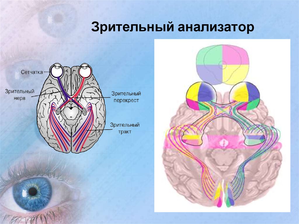 Зрительный нерв в головной мозг. Зрительный анализатор Перекрест. Зрительный анализатор строение анатомия. Анализаторы зрительный анализатор строение. Зрительный нерв строение анатомия.