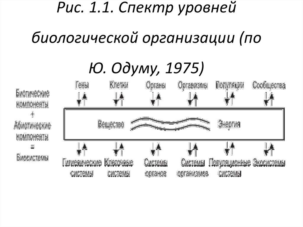 Спектральные уровни. Спектр уровней биологической организации. Спектр. Спектр уровней организации жизни. Уровни биологической организации.