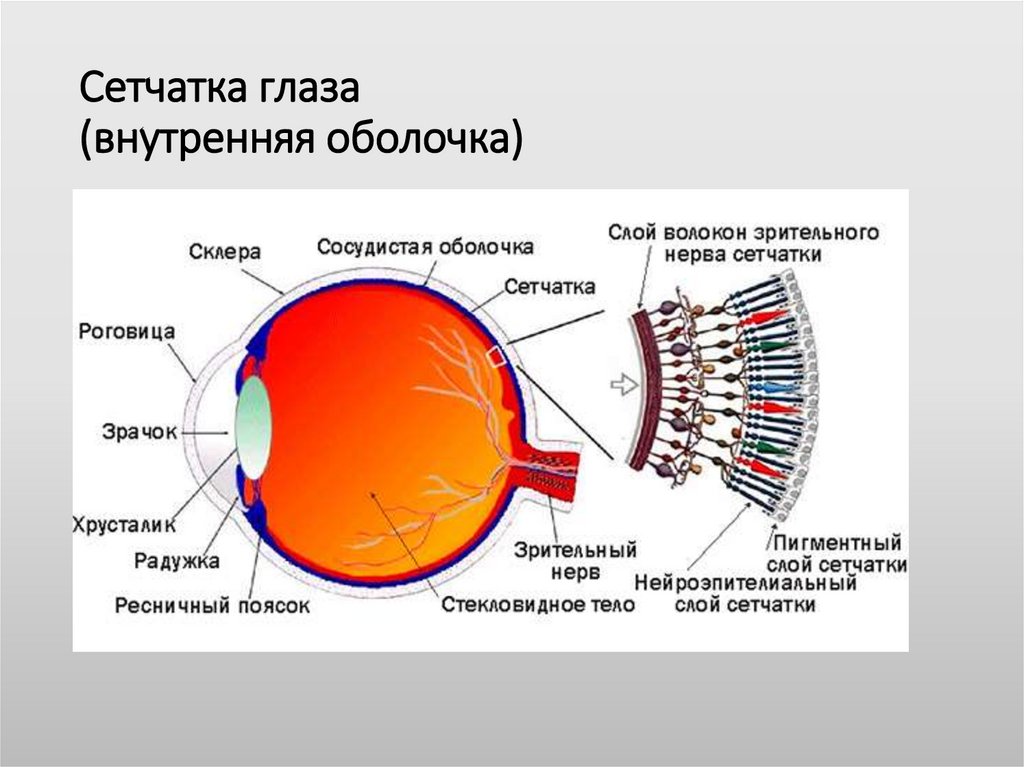 Что входит в глаз человека. Сетчатка глаза строение и функции. Строение и функции сетчатки оболочки глаза. Оболочки глазного яблока сетчатка колбочки. Внутренняя оболочка сетчатка.