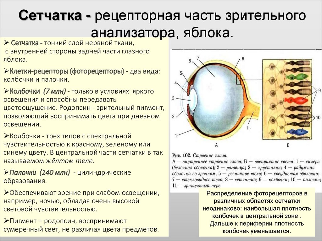 Анализаторы человека 8 класс