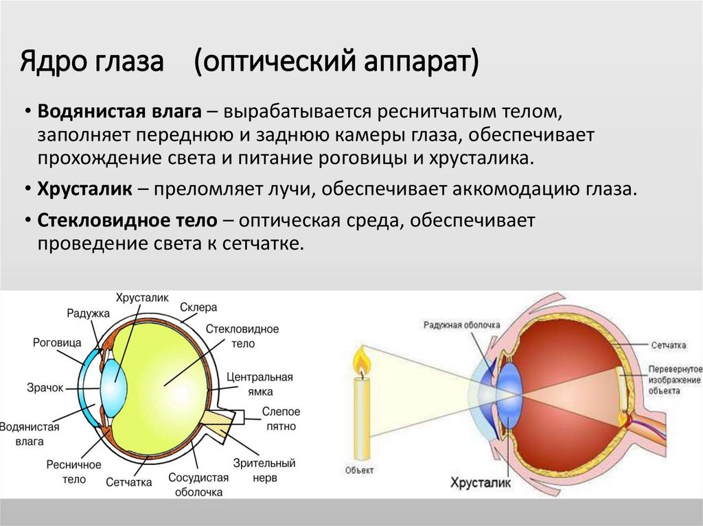 Ядро глаза (оптический аппарат)