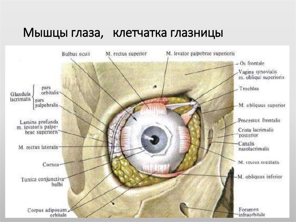 Мышцы глаза, клетчатка глазницы
