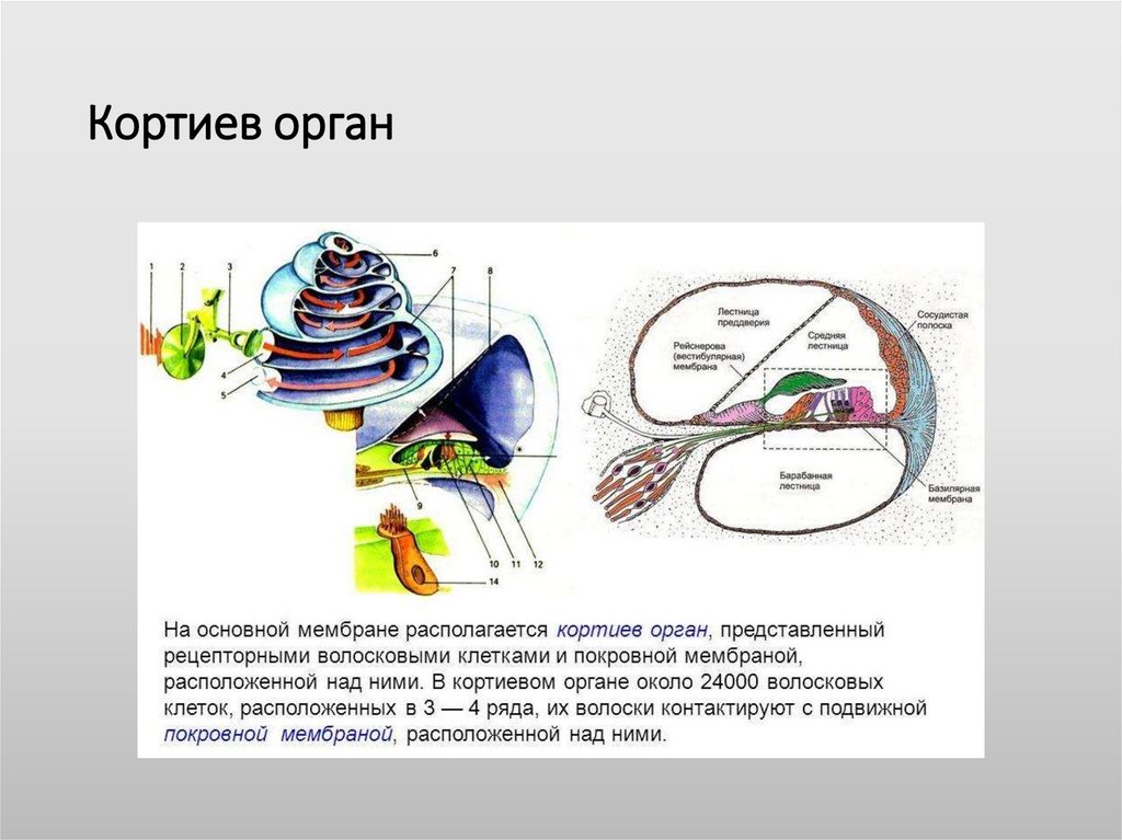 Кортиев орган вестибулярный аппарат