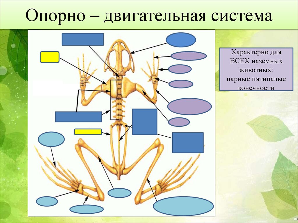 Биология 7 класс опорно двигательная система таблица