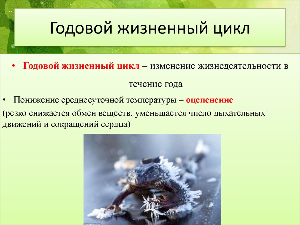 Размножение и развитие млекопитающих годовой жизненный цикл 7 класс презентация пономарева