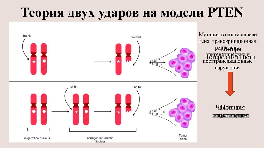 Два удара. Теория удара. Теория двойного удара. Теория двух ударов Кнудсена. Теория двойного удара генетика.