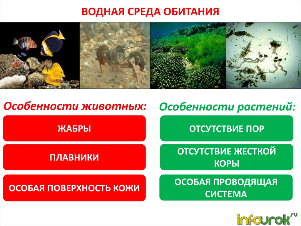 Каковы особенности живых организмов в океане. Среды жизни. Водная среда обитания. Среды жизни планеты земля. Среды жизни обитания.