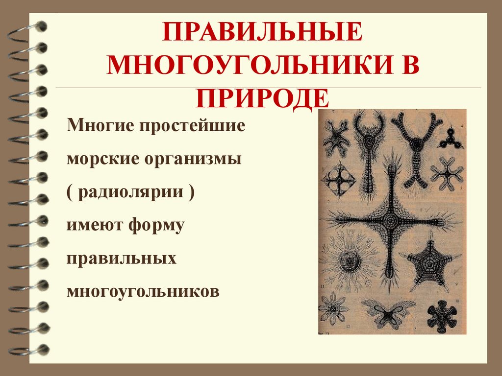 Многое многое простейшее. Правильные многоугольники в природе. Правильные многоугольники в природе радиолярии. Правильные меого угольники в природе. Многоугольники в природе презентация.