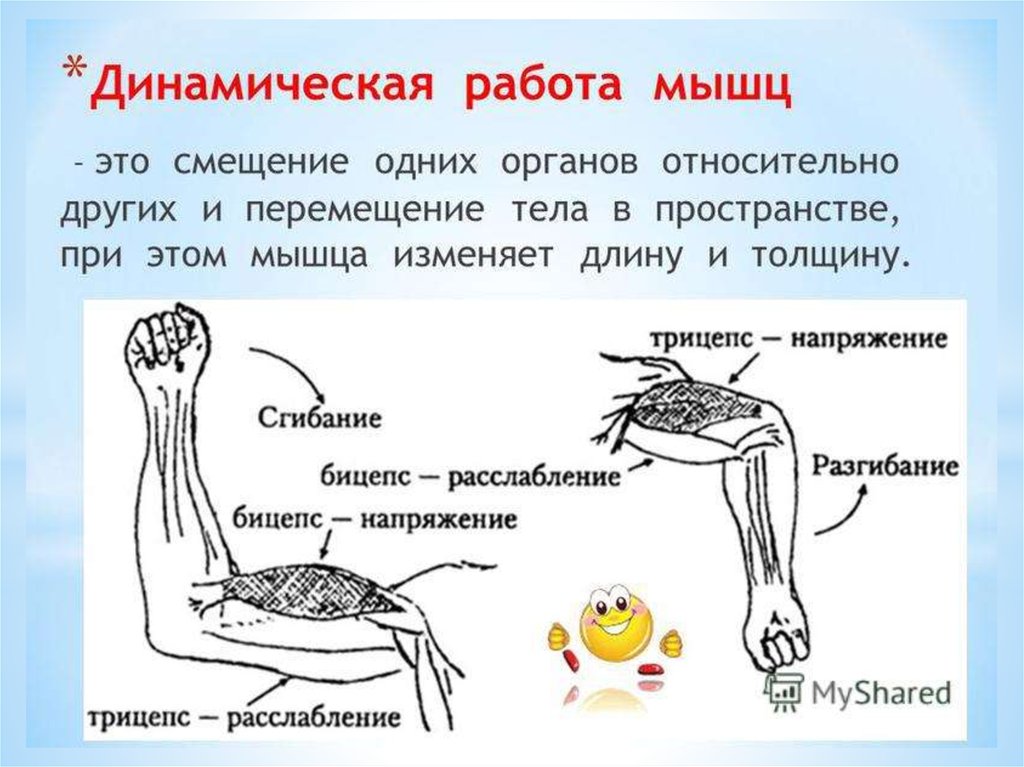 Схема работы мышц