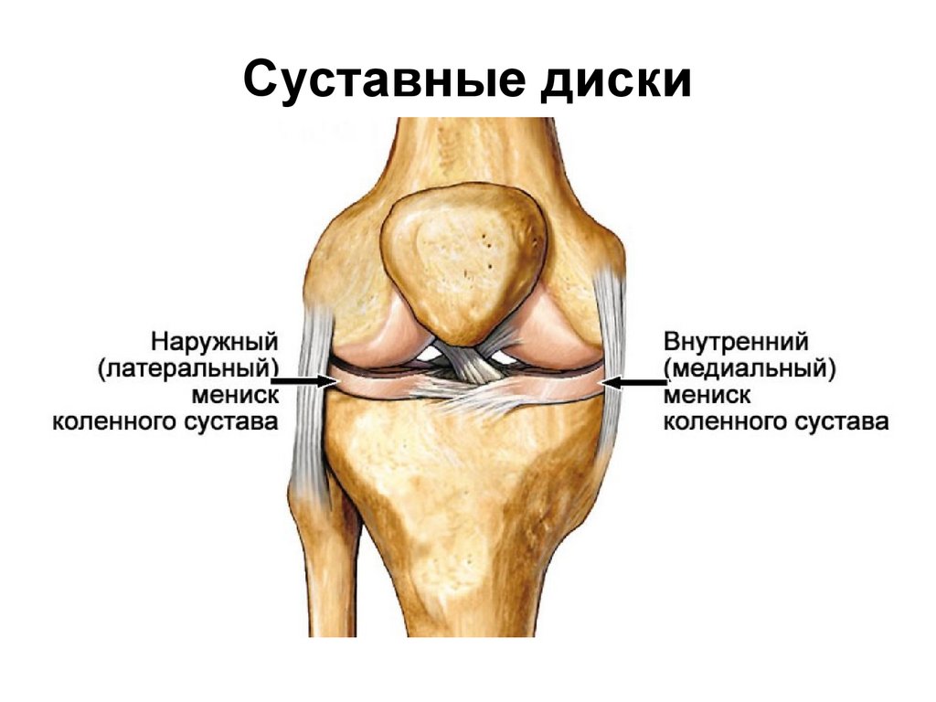 Наружные связки коленного сустава. Эпифизарный хрящ в суставе это. Синовиальные сумки коленного сустава. Менисцит коленного сустава.