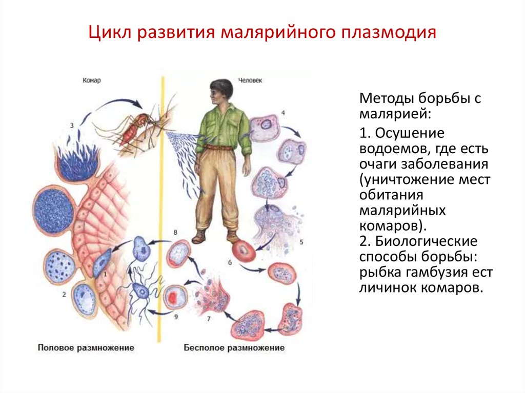 Цикл развития малярийного плазмодия