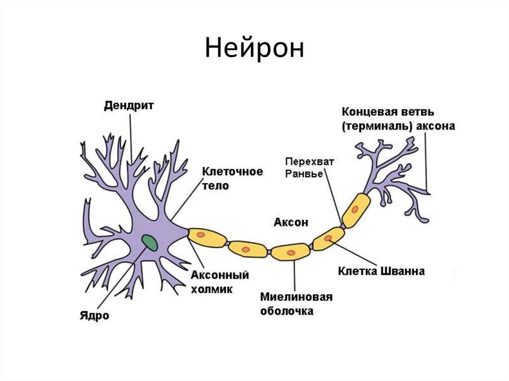 Нейрон картинка с подписями