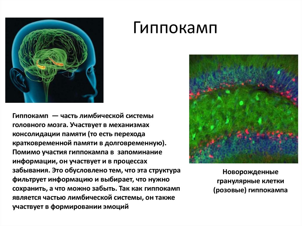 Кроме участие. Функции гиппокампа головного мозга. Аммонов Рог гиппокампа. Нейрогенез гиппокамп. Гиппокамп строение и функции.