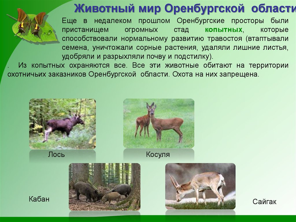 Какие дикие животные обитают в твоем регионе. Животные Оренбургской области. Животный мир Оренбургской области. Животные Оренбургского края. Животные и растения Оренбургской области.