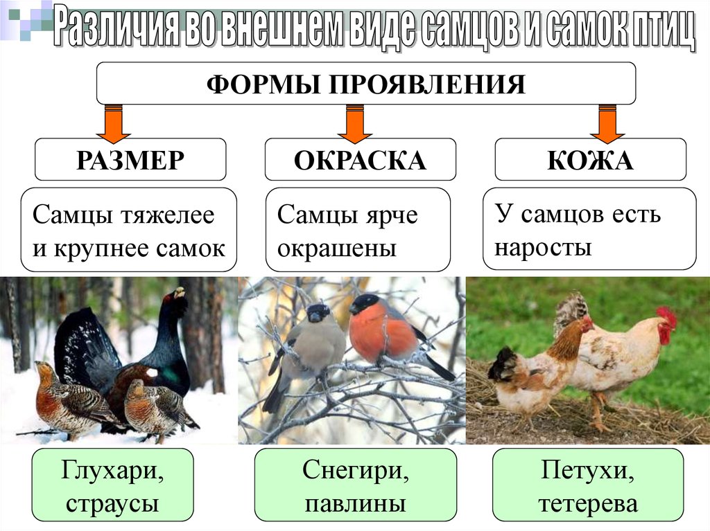 Различия птиц. Размножение птиц. Типы развития птиц. Биология размножение птиц. Процесс размножения и развития птицы.