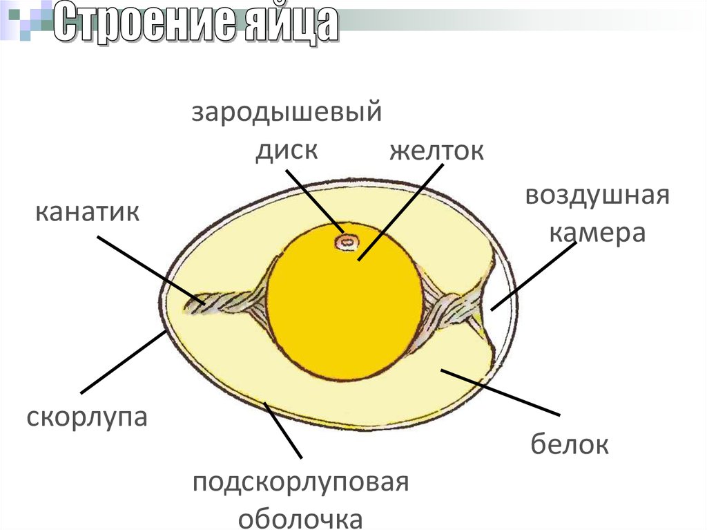 Тест размножение птиц. Размножение и развитие птиц строение яйца. Зародышевый диск в яйце строение. Строение яйца птицы с зародышем. Развитие зародыша птицы схема.