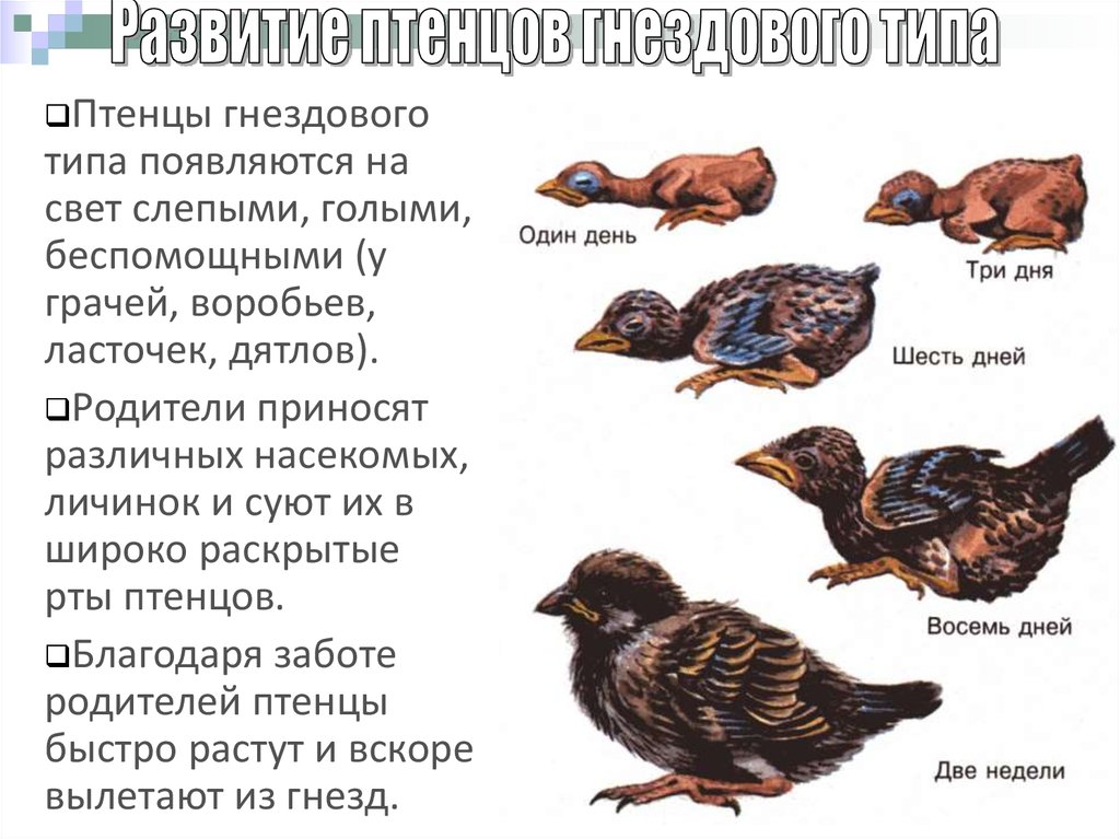 Размножение и развитие птиц 7