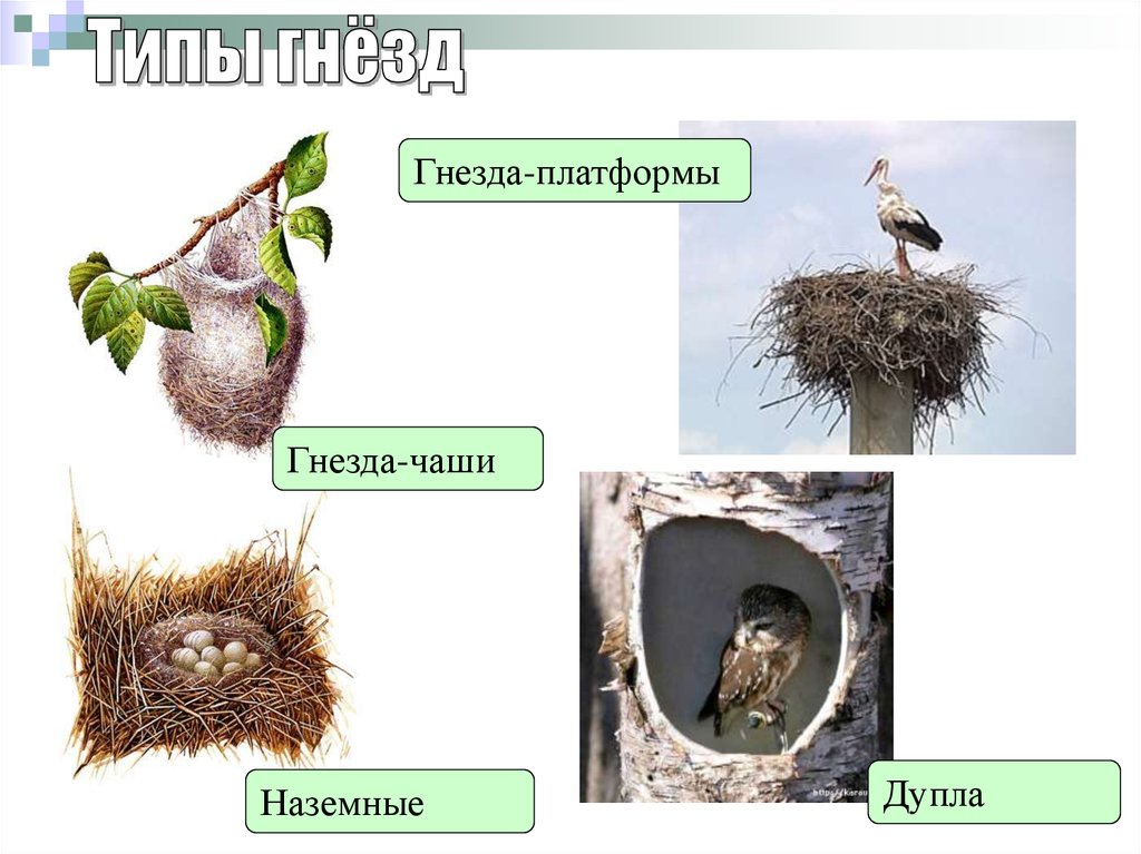 Размножение птиц презентация 7 класс. Гнездо платформа. Гнездо чаша. Типы гнездования. Гнездо платформа у птиц.