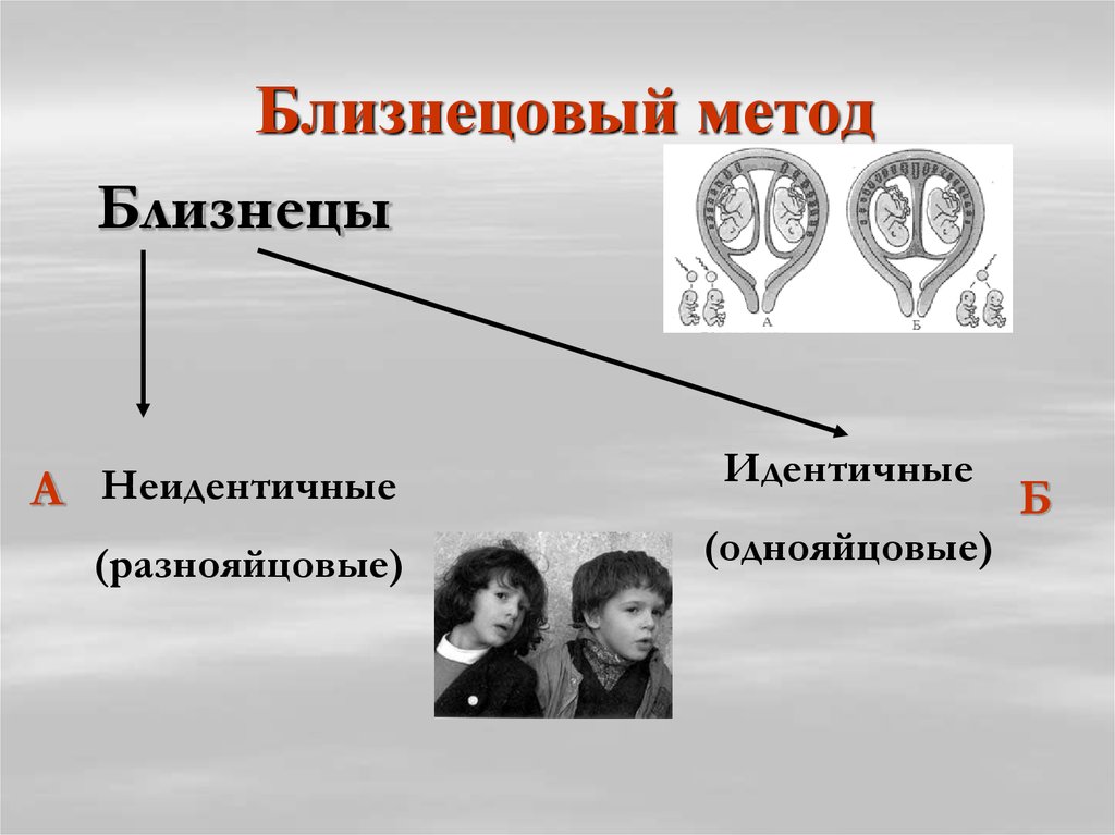 Близнецовый метод изучения наследственности человека презентация