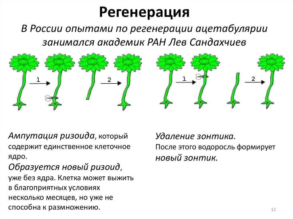 Регенерация В России опытами по регенерации ацетабулярии занимался академик РАН Лев Сандахчиев