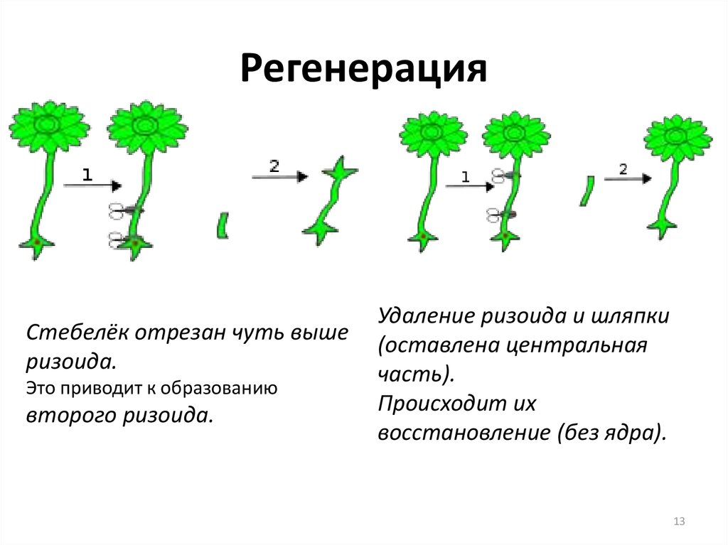 Регенерация