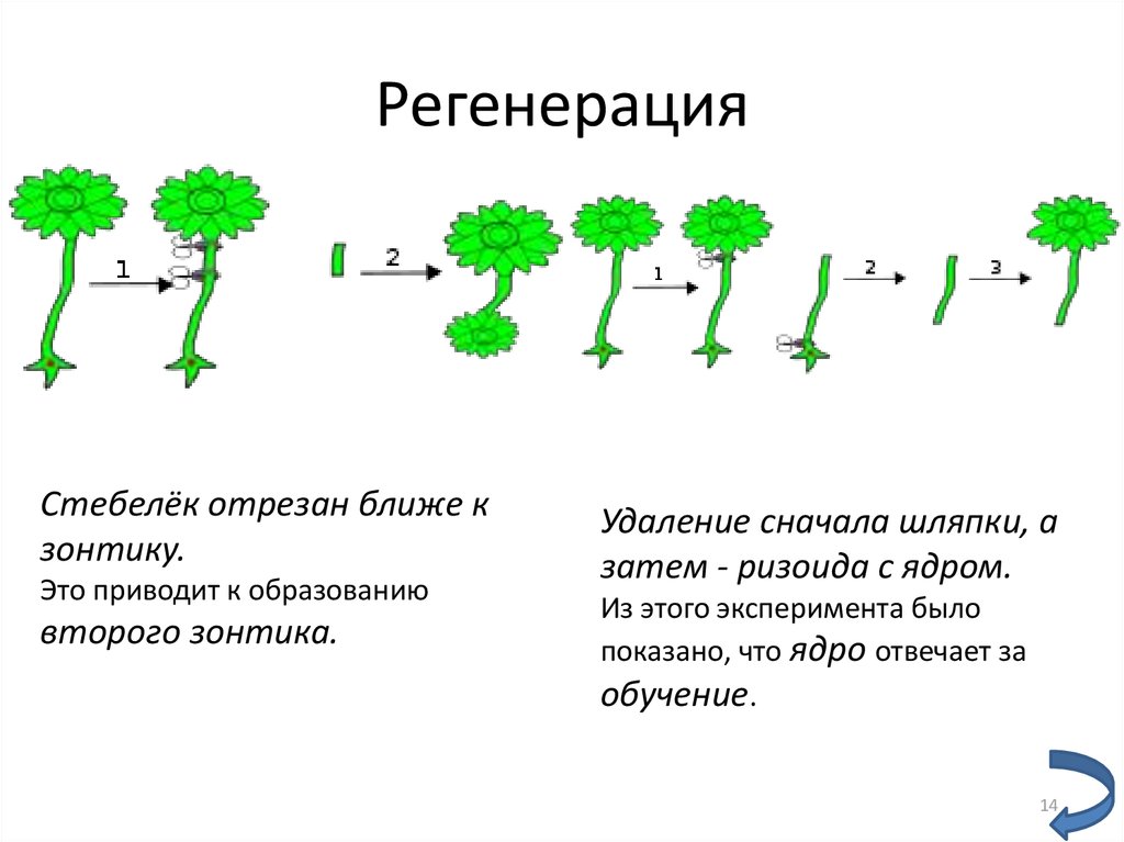 Регенерация