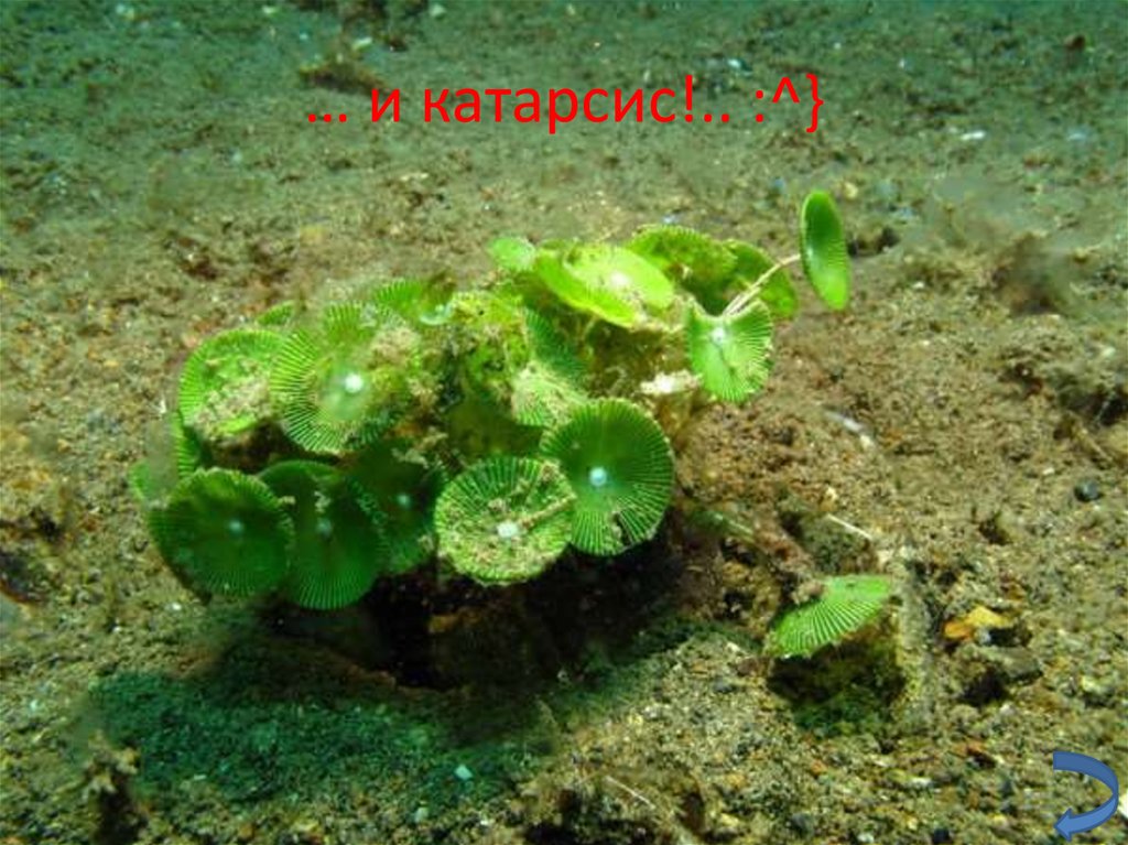 … и катарсис!.. :^}