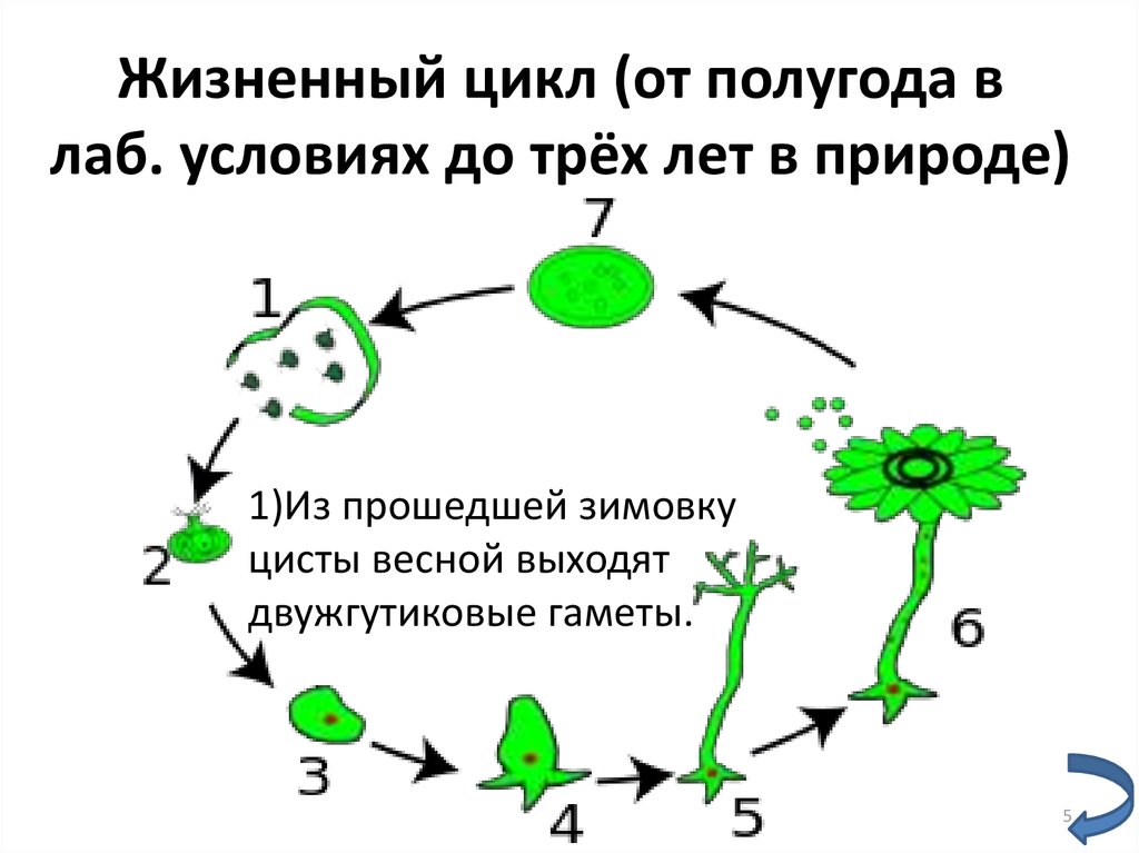 Жизненный цикл (от полугода в лаб. условиях до трёх лет в природе)