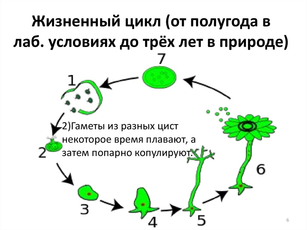 Жизненный цикл (от полугода в лаб. условиях до трёх лет в природе)