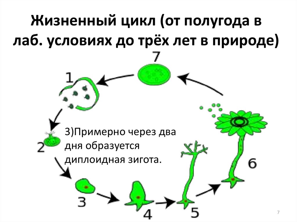 Циклы природы развития. Acetabularia жизненный цикл. Жизненный цикл ацетабулярии. Одноклеточная водоросль ацетабулярия строение. Жизненный цикл ацетабудярии.