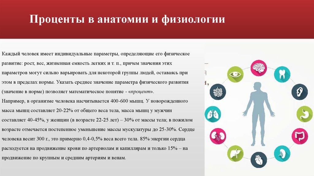 Проценты в анатомии и физиологии