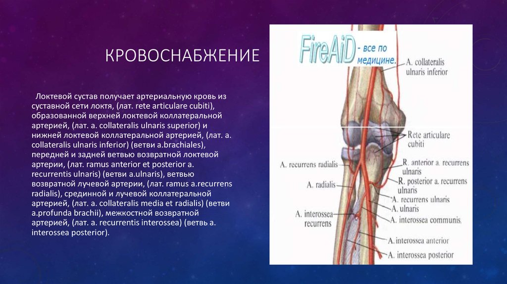 Локтевая артериальная сеть схема