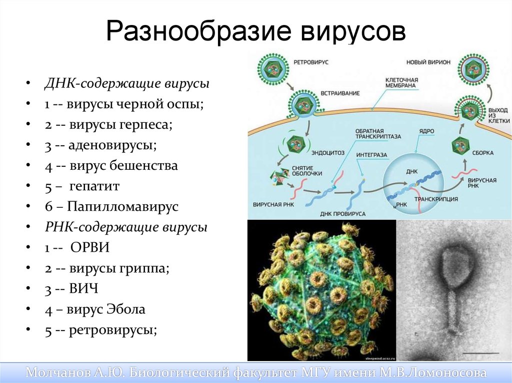 Вирусы названия 5 класс. Виды вирусов с примерами. ДНК содержащие вирусы аденовирус. Типы вирусов биология. Многообразие форм вирусов.
