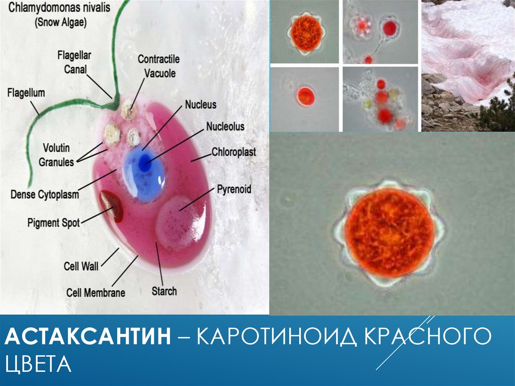 Астаксантин – каротиноид красного цвета