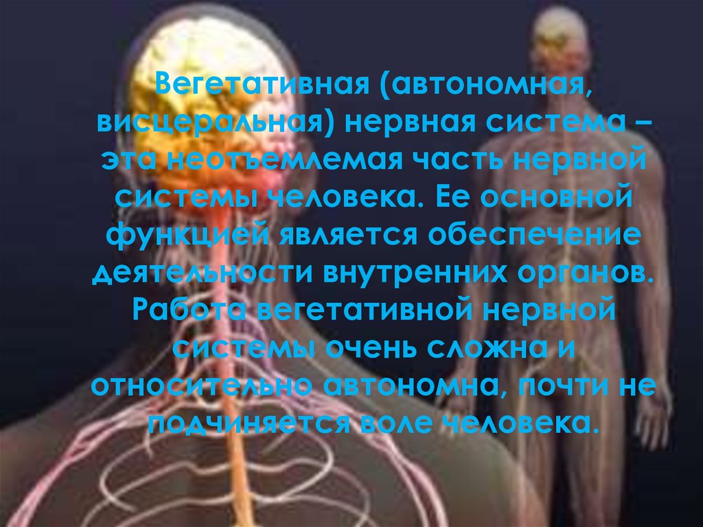 Как влияют симпатические нервы на органы человека. Почему нервная система важна для человека. Что может вывести из строя нервную систему человека.