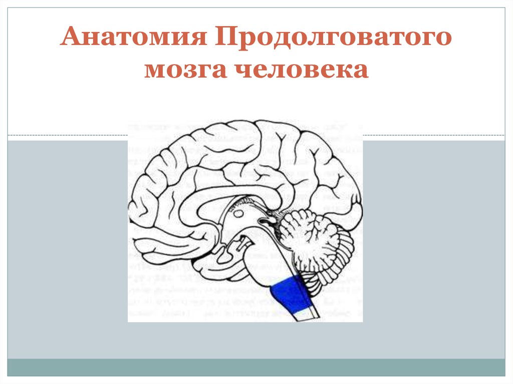 Продолговатый мозг человека. Продолговатый мозг рисунок. Анатомия сосудов продолговатого мозга человека. Мозги человека продолговатый.