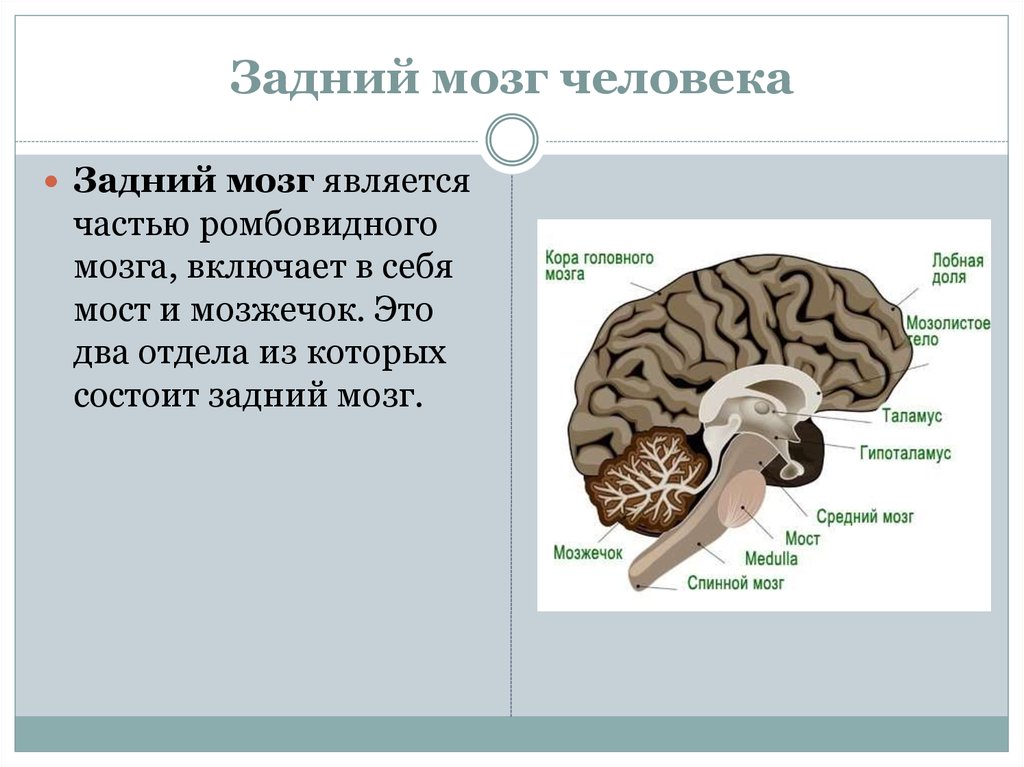 Задний головной мозг включает отделы