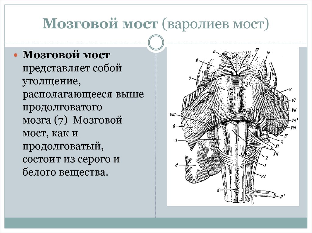 Рисунок моста анатомия