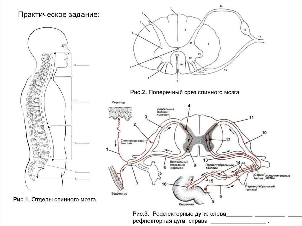 Спинномозговые нервы анатомия. Схема строения сегментарного реф лектроного аппарата. Сегментарный рефлекторный аппарат спинного мозга. Передняя белая спайка спинного мозга. Схема собственного аппарата спинного мозга.