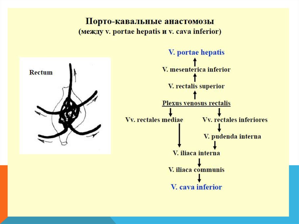 Кава кавальные анастомозы схема