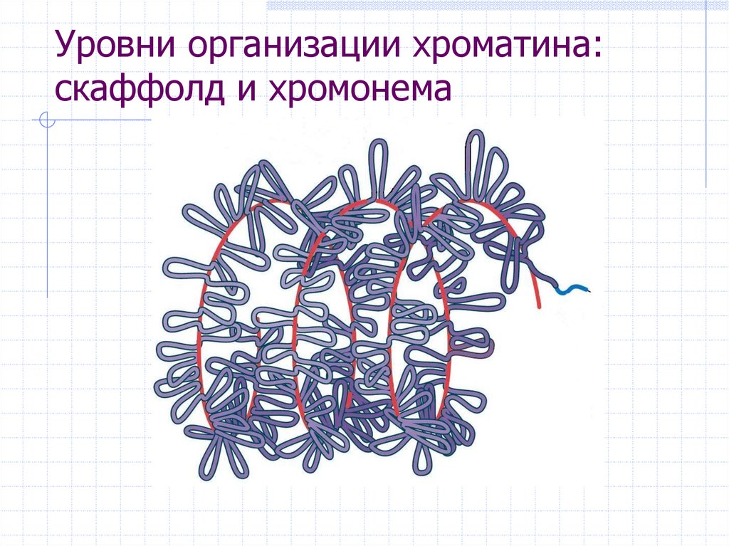 Хромонема. Хромонема и ХРОМОМЕРА. Хромонемный уровень упаковки хроматина. Строение хромонемы. Уровни организации хроматина.