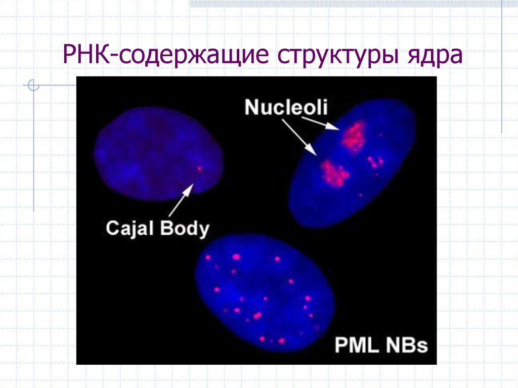 Белки входят в состав ядер. Ядро для презентации. Формы ядер клеток. Ядро клетки. Ядро и ядрышко строение.