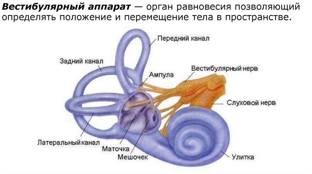 Улитка является органом. Анатомия вестибулярного анализатора. Внутреннее ухо вестибулярный аппарат строение. Внутреннее ухо маточка и мешочек. Отолитовый аппарат и полукружные каналы.