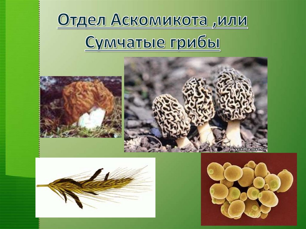 Презентация общая характеристика грибов 7 класс биология. Сумчатые грибы аскомицеты. Отдел Аскомикота (сумчатые грибы). Классификация грибов сумчатые грибы. Отдел аскомицеты или сумчатые грибы.