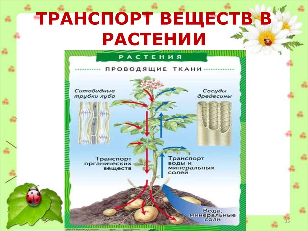 Транспорт веществ рисунок